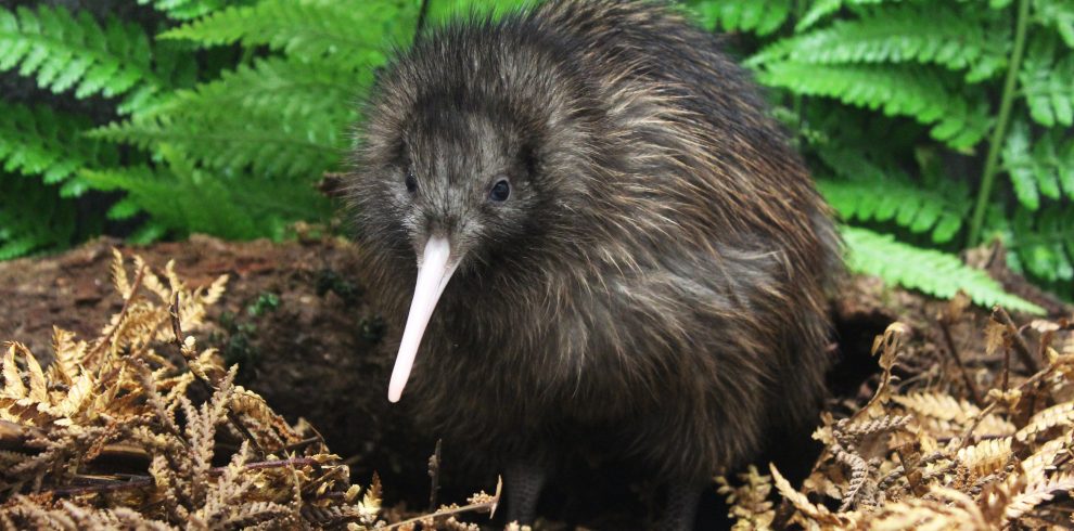 Pūkaha Wildlife Centre - Kiwi